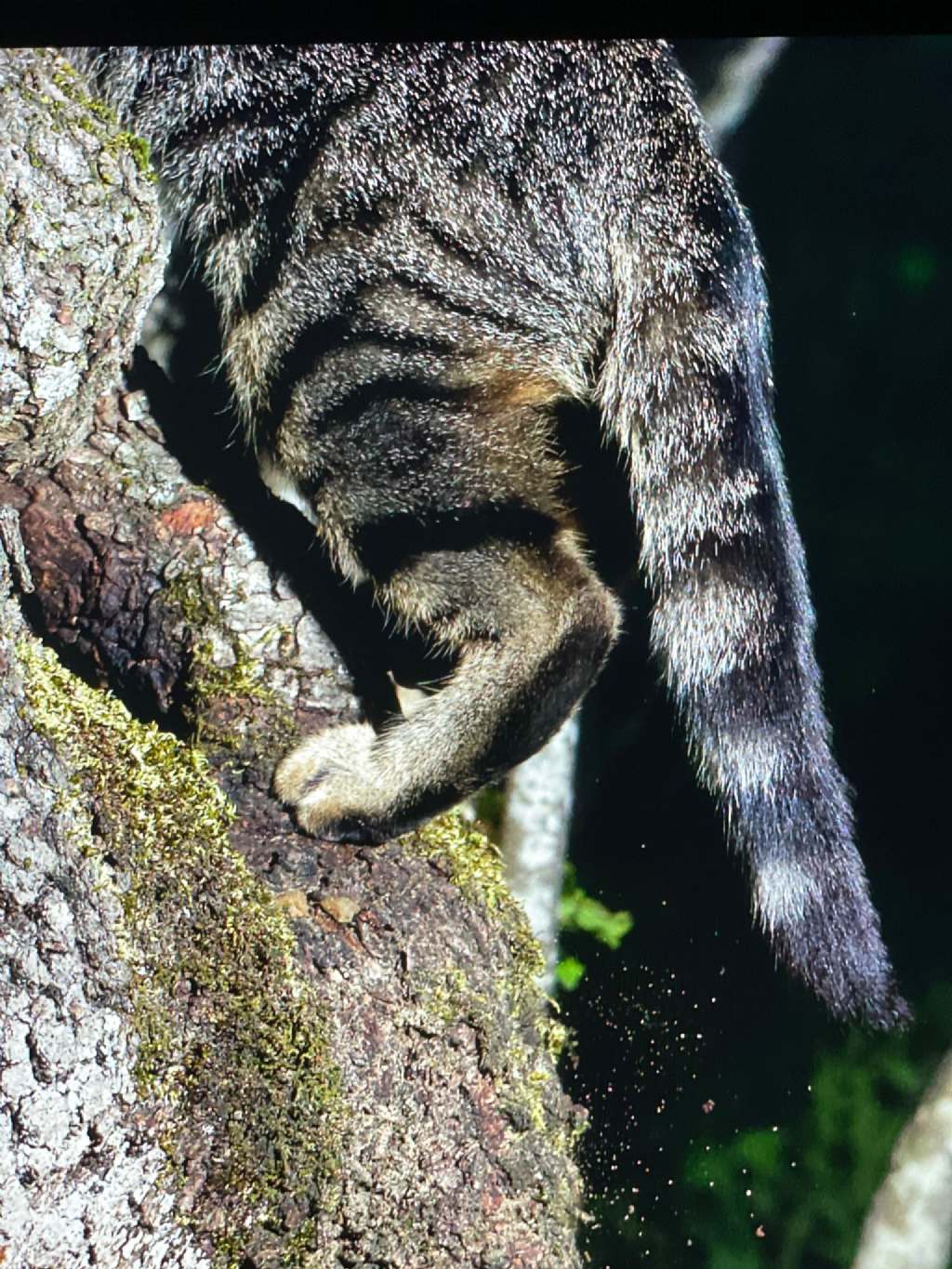 Gatto selvatico o domestico? Domestico